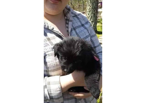 4 males and 3 females Newfies available