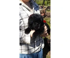 4 males and 3 females Newfies available
