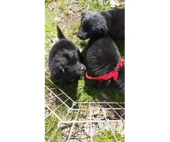 4 males and 3 females Newfies available