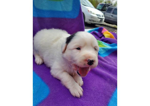 4 Borador Puppies for Rehoming