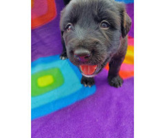 4 Borador Puppies for Rehoming