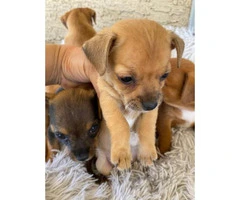 Friendly and healthy Toy chihuahua puppies - 4