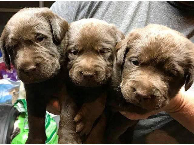 Chocolate Lab Puppies available for sale San Diego - Puppies for Sale