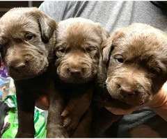 Chocolate Lab Puppies available for sale - 1
