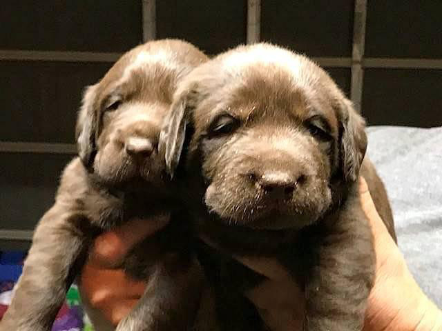 Chocolate Lab Puppies available for sale San Diego