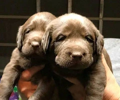 Chocolate Lab Puppies available for sale - 2