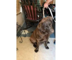 Chocolate Lab Puppies available for sale - 3