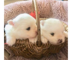 Pomeranian Pure White Kc Teddy Bears - 4