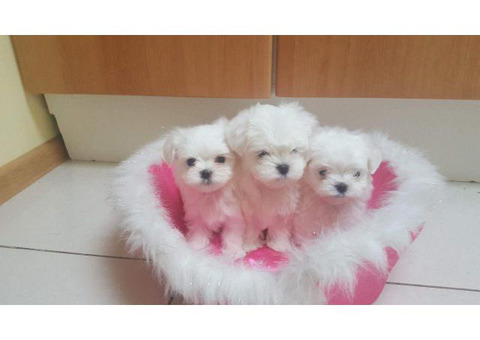 Waiting List Open for teacup maltese puppies