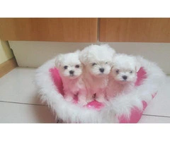 Waiting List Open for teacup maltese puppies