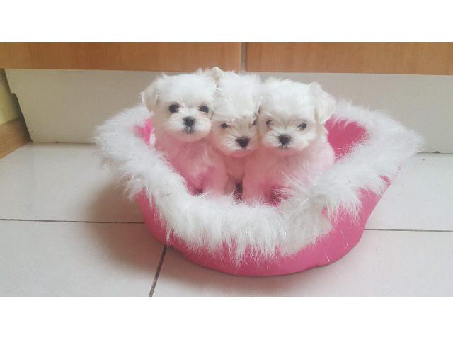 Waiting List Open for teacup maltese puppies in Española ...
