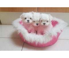 Waiting List Open for teacup maltese puppies - 2