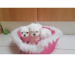 Waiting List Open for teacup maltese puppies - 3