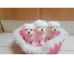 Waiting List Open for teacup maltese puppies - 4