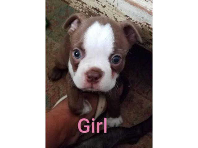 Boston Terrier Puppies Looking for caring family