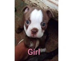 Gorgeous Boston Terrier Puppies Looking for caring family - 1