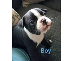 Gorgeous Boston Terrier Puppies Looking for caring family - 2