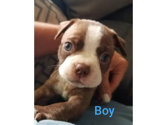 Boston Terrier Puppies Looking for caring family