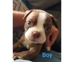 Gorgeous Boston Terrier Puppies Looking for caring family - 3