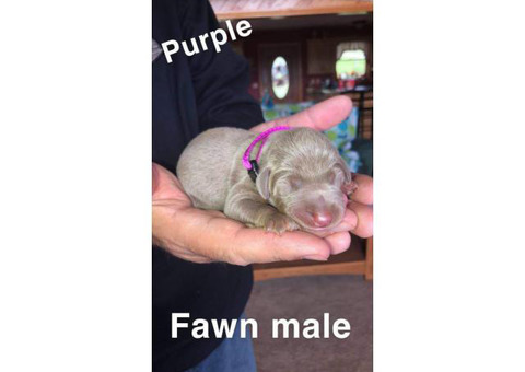 Doberman babies available for new owner