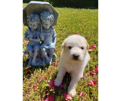 10 adorable Great Pyrenees puppies available - 2