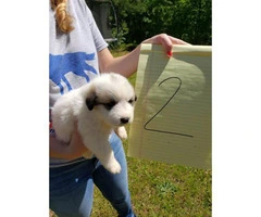 10 adorable Great Pyrenees puppies available - 3