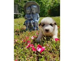 10 adorable Great Pyrenees puppies available - 4