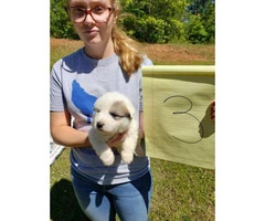 10 adorable Great Pyrenees puppies available - 5