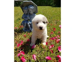 10 adorable Great Pyrenees puppies available - 6