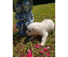 10 adorable Great Pyrenees puppies available - 8