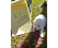 10 adorable Great Pyrenees puppies available - 9