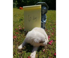10 adorable Great Pyrenees puppies available - 11