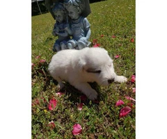 10 adorable Great Pyrenees puppies available - 12