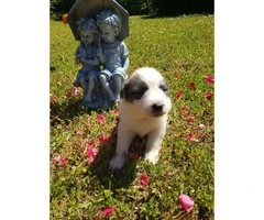10 adorable Great Pyrenees puppies available - 18