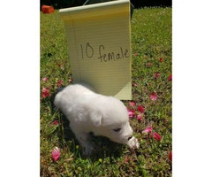 10 adorable Great Pyrenees puppies available - 19