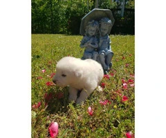 10 adorable Great Pyrenees puppies available - 20