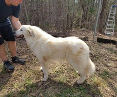 10 adorable Great Pyrenees puppies available - 21