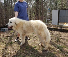 10 adorable Great Pyrenees puppies available - 22