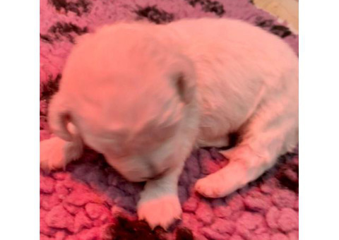 Stunning Kc Registered 5 Generation Pedigree Pups