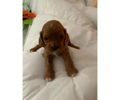 Deep Fox Red Cavapoo Puppies All Reserved