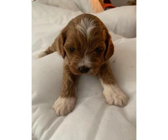 Deep Fox Red Cavapoo Puppies All Reserved - 2