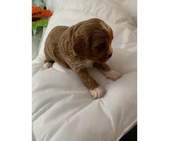 Deep Fox Red Cavapoo Puppies All Reserved - 3