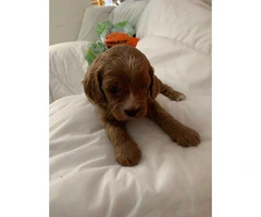 Deep Fox Red Cavapoo Puppies All Reserved - 4