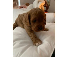 Deep Fox Red Cavapoo Puppies All Reserved - 5