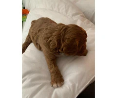 Deep Fox Red Cavapoo Puppies All Reserved - 6
