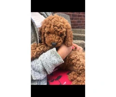 Red Cavapoo Puppies For Sell