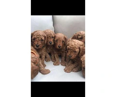 Red Cavapoo Puppies For Sell - 2