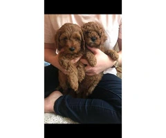 Red Cavapoo Puppies For Sell - 3