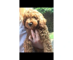 Red Cavapoo Puppies For Sell - 4