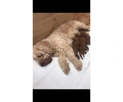 Red Cavapoo Puppies For Sell - 5